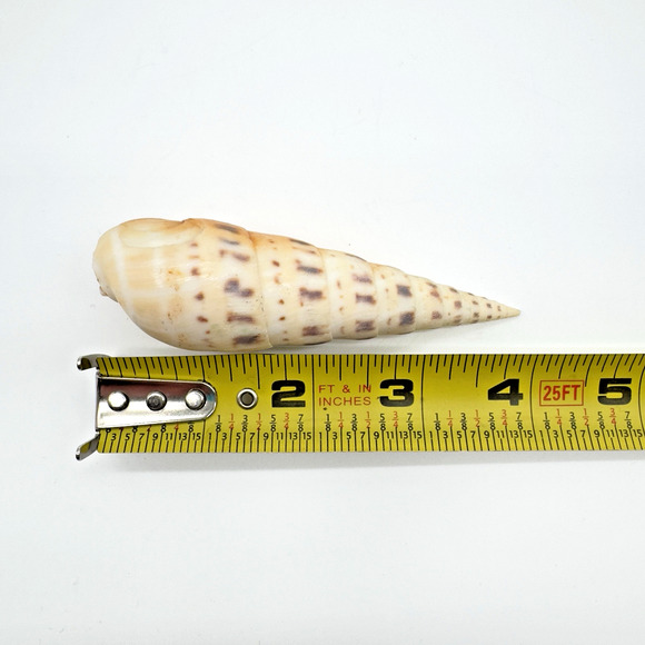 Terebra Auger Shell Marlin Spike Maculata Subulata Lot of 3 Beach Decor Aquarium - Picture 5 of 5